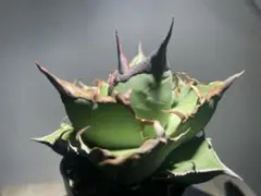 2026年最新】キングアーサー アガベの人気アイテム - メルカリ