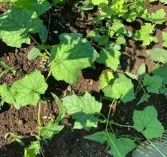 みゅうみう様 リクエスト 2点 まとめ商品