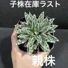 negi-mu様 リクエスト 2点 まとめ商品