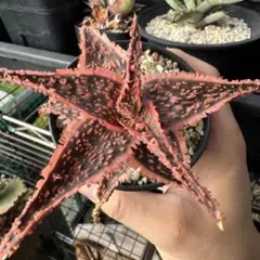 アロエ ハイブリッド Aloe hybrid 第四種 子株 AP-55 - メルカリ