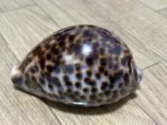 美品　クロヤクシマダカラ　極珍品 美品 クロヤクシマダカラ 極珍品 - メルカリ
