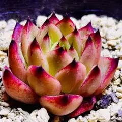 多肉植物❣️ファイヤーフライ❣️韓国苗育成 抜き苗 f63 - メルカリ