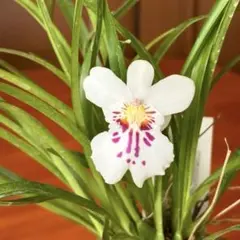 hogi様 リクエスト 2点 まとめ商品