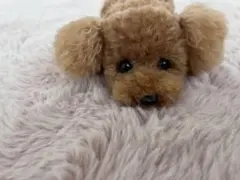 トイプードル編みぐるみ（植毛）　犬　 【伏せポーズ】