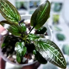 熱帯植物　LA便　クリプトコリネsp. Min-2 ジュエルクリプトのサムネイル
