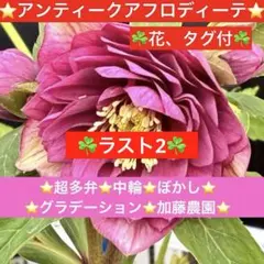 2026年最新】加藤農園 アフロディーテの人気アイテム - メルカリ