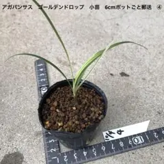 アガパンサス　ゴールデンドロップ　小苗　6cmポットごと郵送　④