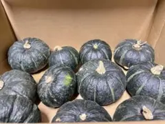 キーコ様専用　坊ちゃんカボチャ10㎏