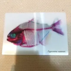 Pygocentrus nattereri カード