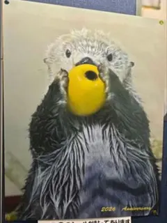 鳥羽水族館 メイちゃんお誕生日記念 グッズ ラッコ キラちゃん