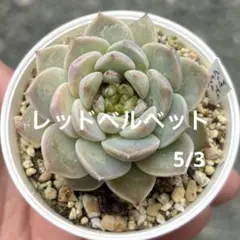 レッドベルベット　多肉植物　エケベリア抜き苗