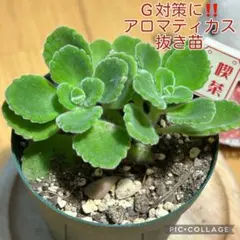 アロマティカス　G対策に‼️ 抜き苗　根付き　2本　喫茶店のサムネイル