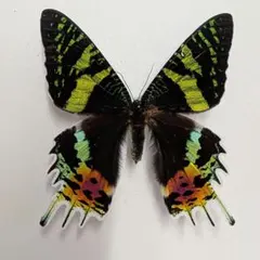 外国産蛾標本 ニシキオオツバメガ 三角紙標本 蝶 昆虫標本 - メルカリ