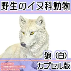 いきもの大図鑑ディスプレイモデルコレクション 野生のイヌ科動物　狼（白）