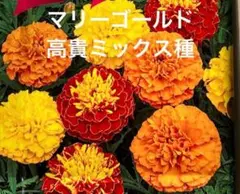 Masabumi Yaginuma様 リクエスト 3点 まとめ商品