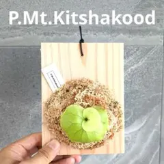 P. mt.kitshakood キッチャクード spore 胞子培養株 - メルカリ