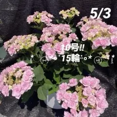大特価‼️】紫陽花5鉢セット売り‼️希少‼️八重咲 ピンク ブルー※鉢