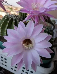 花サボテン、カキコ3点、サボテン - メルカリ