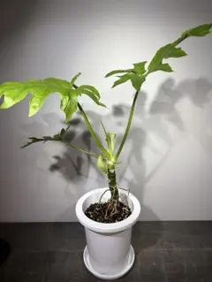 필로덴드론 왈체비치 필로덴 (접시 포함), 높이 약 80cm (실제)