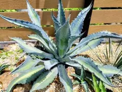 アガベ　エクスパンサパリーダ アガベ アメリカーナ エクスパンサパリーダ 親株 40㎝ AGAVE - メルカリ