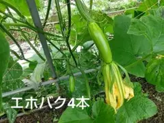 韓国カボチャ 애호박 カボッキー エホバク 農薬不使用 無農薬栽培