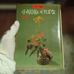 Item thumbnail for item 4ab9383e-3ebe-43b6-93d7-d98fa2c3784b