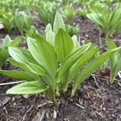 行者にんにく苗　100本大小込み 行者ニンニク 苗 行者にんにく アイヌネギ 100本 - メルカリ