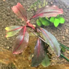貴重】ブセファランドラspブラックダイヤモンド 水中葉 コケなし