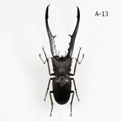 2026年最新】メタリフェルホソアカクワガタ標本の人気アイテム - メルカリ