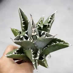 2025年最新】アガベ 清櫻の人気アイテム - メルカリ