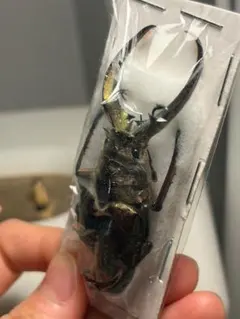 昆虫標本 レア種 大型カザリツノクワガタ 28mm - メルカリ