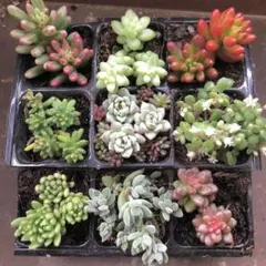 カット苗セット（Ｐ）つぶつぶ10品種