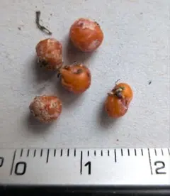 N*N様 食虫植物 球根ドロセラ Drosera ramellosaの大サイズ球のサムネイル