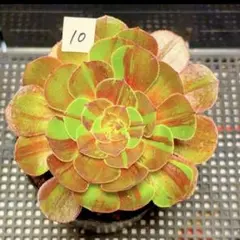 97#観葉植物アエオニウム錦❤️サラダボール中斑錦❤️韶華❤️1大頭
