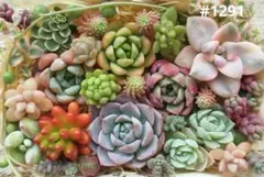 多肉植物 韓国苗 カラフルカット苗☘︎︎寄せ植え詰め合わせセット#1291