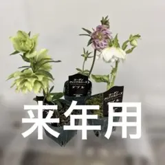 クリスマスローズ　八重　ダブル　3種セット ガーデニング