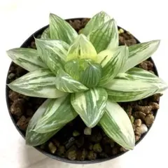 くぅー様 リクエスト 2点 まとめ商品