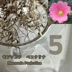 モンソニア　ペニクリナ　種子5粒 monsonia peniculi