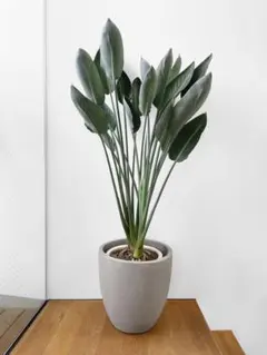 ストレリチア ノンリーフ ユンケア 陶器鉢仕立て【Premium Plants