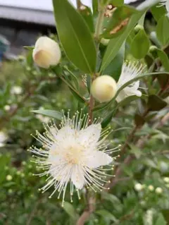 2026年最新】ギンバイカの人気アイテム - メルカリ