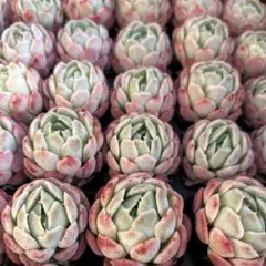 AZUKI様 リクエスト 3点 まとめ商品