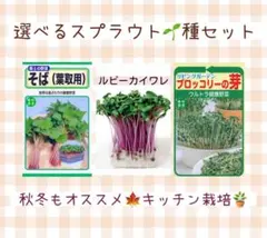 ブロッコリースプラウト 2.5ml(約500粒)〜 固定種 無化学消毒 有機 