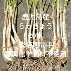 ノビル　苗　150本。　球根太め。 ノビル苗 150本 野蒜 自然栽培 - メルカリ