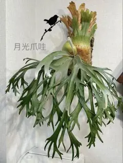 ビカクシダ 月光爪哇 ocpup 80分岐以上 月光爪哇 ビカクシダ コウモリラン 観葉植物 その後のビカクシダ