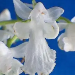 コロン様 リクエスト 2点 まとめ商品