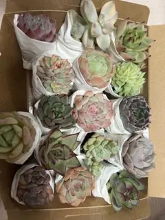 2025年最新】多肉植物錦の人気アイテム - メルカリ