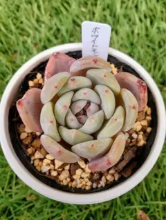 ドドシュカ様 リクエスト 3点 まとめ商品