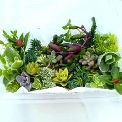 즙이 많은 돌나물 자른 모종 ♥ 초보자용 치마치마쇼 20~25종 ♥ 한 팩에 촘촘히 담았습니다