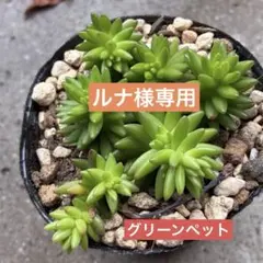 ルナ様 リクエスト 2点 まとめ商品