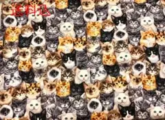 Item thumbnail for item 8420bf68-9eb8-4634-bf04-0e7226ec6cd9